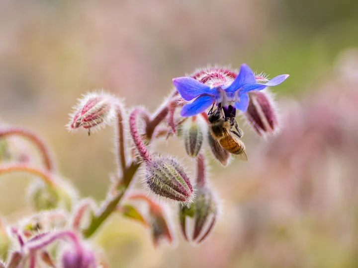 Una abeja en la borraja