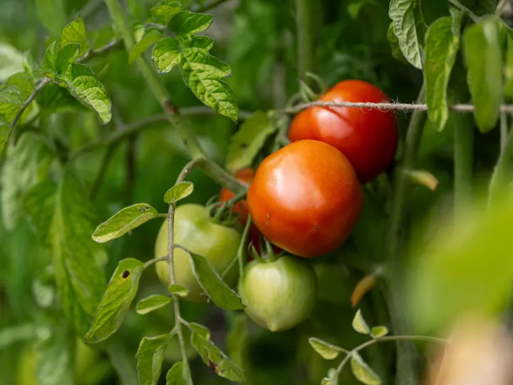 Tomates madurando